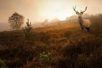 The Big Book of Scandinavian Mythology